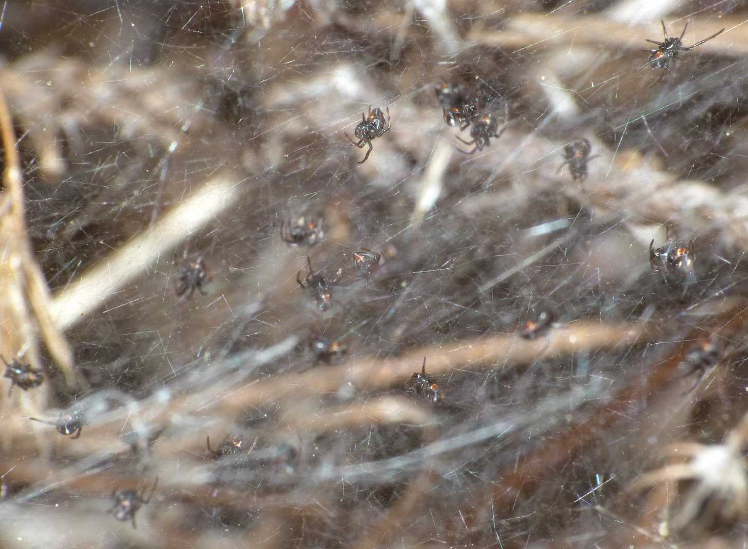 Latrodectus tredecimguttatus: generazione estiva